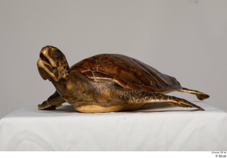 Turtle 8 whole body 0009.jpg